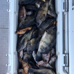 フィッシング キッタカ 釣果