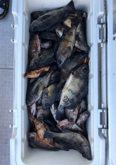 フィッシング キッタカ 釣果