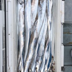 フィッシング キッタカ 釣果