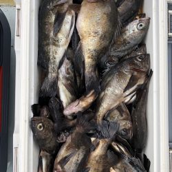 フィッシング キッタカ 釣果