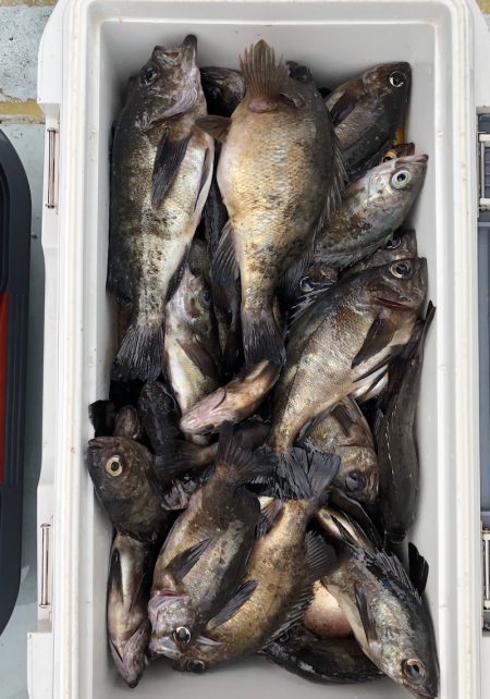 フィッシング キッタカ 釣果