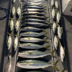 SeaRide(シーライド) 釣果