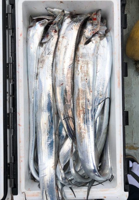 フィッシング キッタカ 釣果