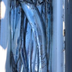 フィッシング キッタカ 釣果