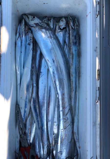 フィッシング キッタカ 釣果