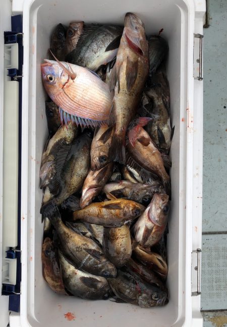 フィッシング　キッタカ 釣果