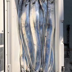 フィッシング キッタカ 釣果