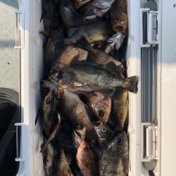 フィッシング キッタカ 釣果