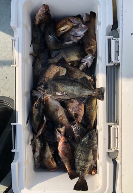 フィッシング キッタカ 釣果