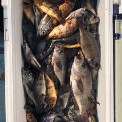 フィッシング キッタカ 釣果