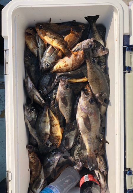 フィッシング　キッタカ 釣果