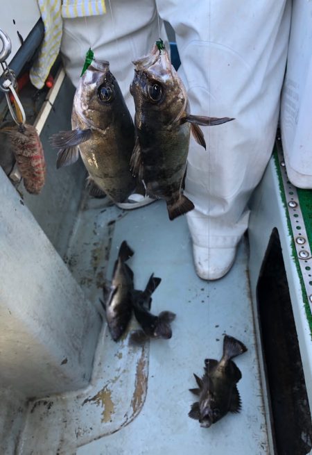 フィッシング キッタカ 釣果