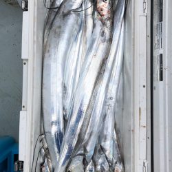 フィッシング キッタカ 釣果