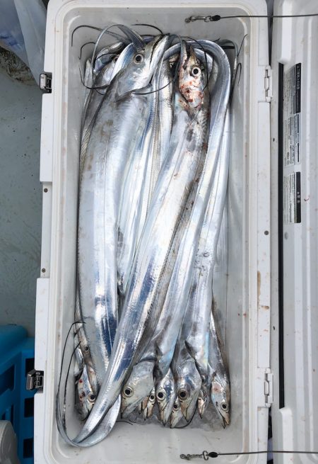 フィッシング キッタカ 釣果