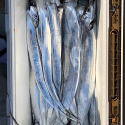 フィッシング キッタカ 釣果