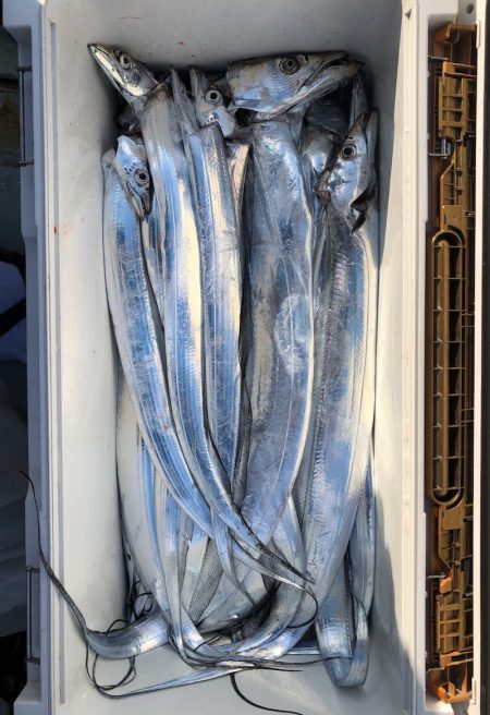 フィッシング キッタカ 釣果