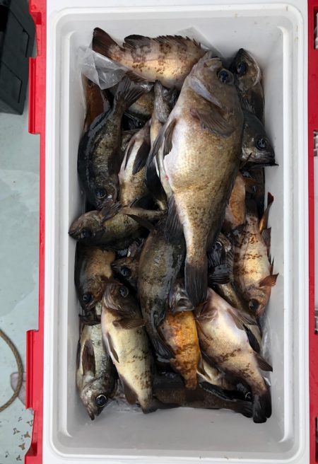 フィッシング　キッタカ 釣果