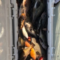 フィッシング キッタカ 釣果