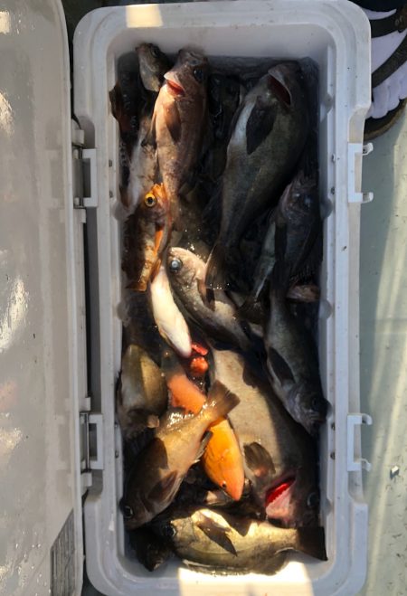 フィッシング キッタカ 釣果