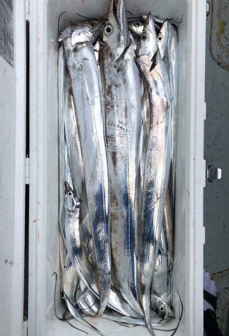 フィッシング キッタカ 釣果