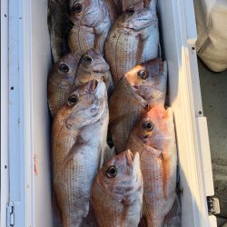 フィッシング キッタカ 釣果