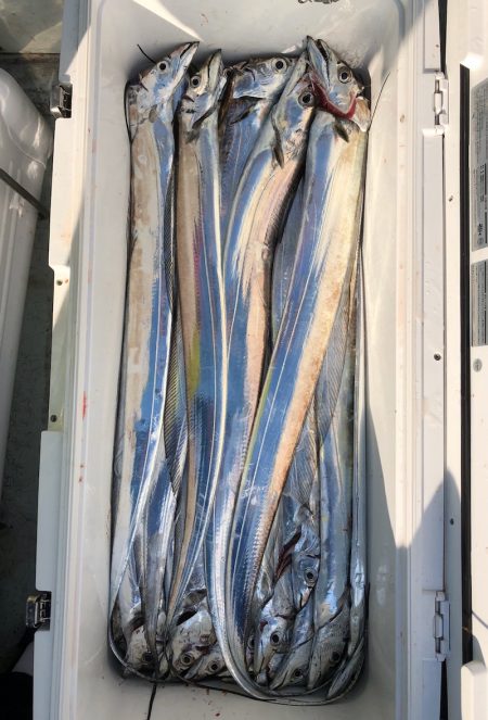 フィッシング キッタカ 釣果