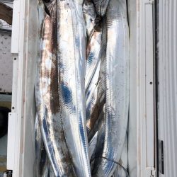 フィッシング キッタカ 釣果