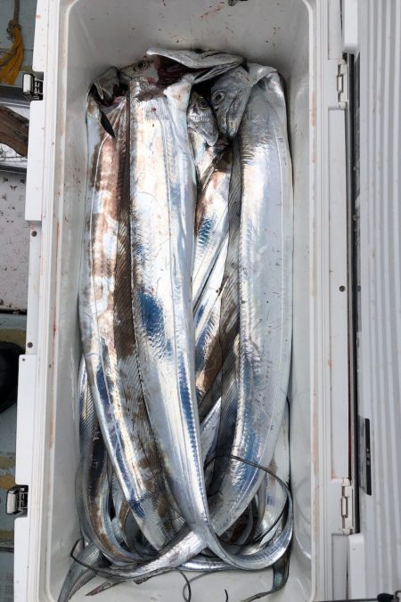 フィッシング キッタカ 釣果