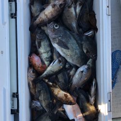 フィッシング キッタカ 釣果