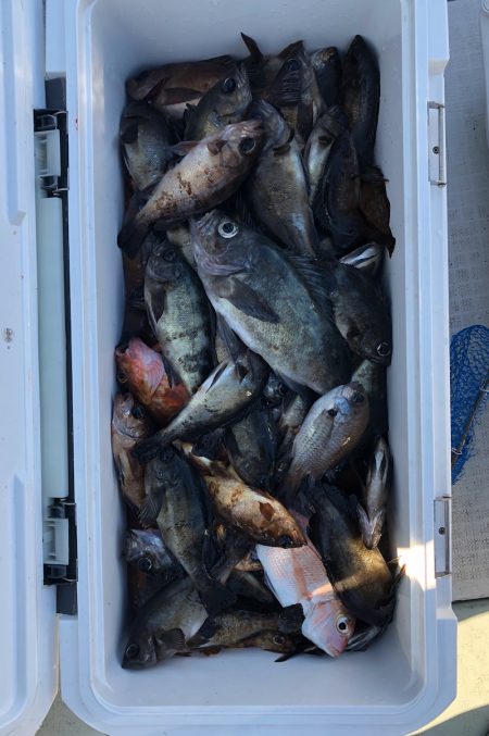 フィッシング キッタカ 釣果