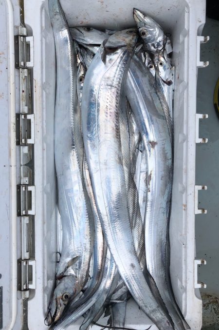 フィッシング　キッタカ 釣果