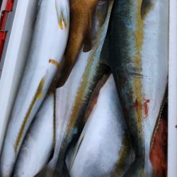 あみや渡船 JIGBOY 釣果