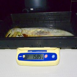 South Current 釣果