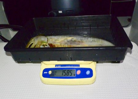 South Current 釣果