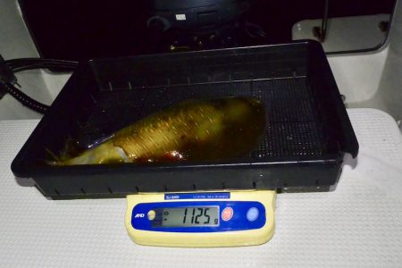 South Current 釣果