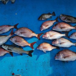 フィッシングガイド りょう 釣果