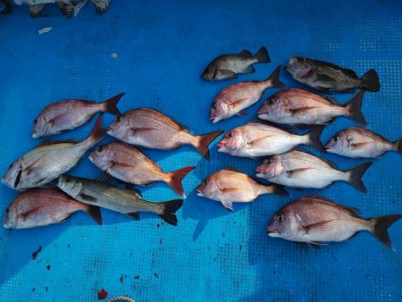 フィッシングガイド りょう 釣果