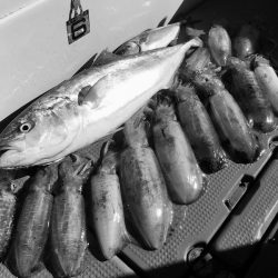 South Current 釣果