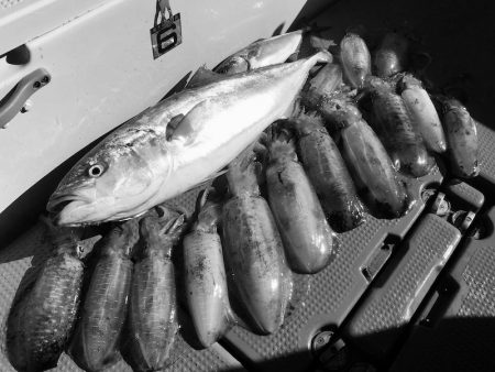 South Current 釣果