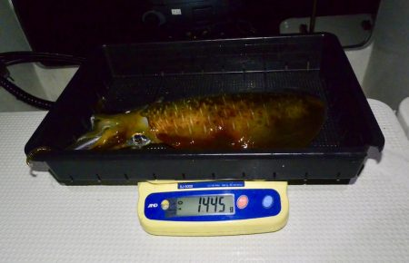 South Current 釣果