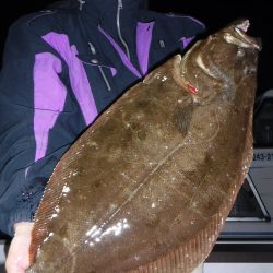 ＪＤＩ　Ｒａｃｉｎｇ　シールズマリンレジャー 釣果