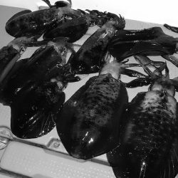 South Current 釣果