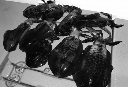 South Current 釣果