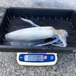 South Current 釣果