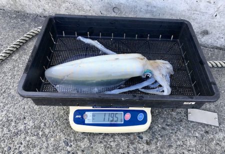 South Current 釣果