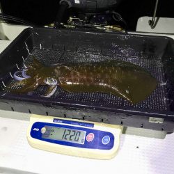 South Current 釣果