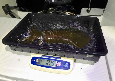 South Current 釣果