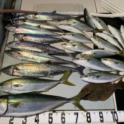 オーシャンスター(Ocean Star) 釣果