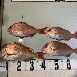 オーシャンスター(Ocean Star) 釣果