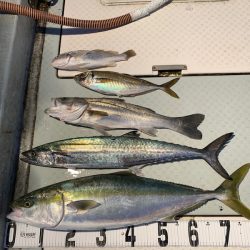 オーシャンスター(Ocean Star) 釣果